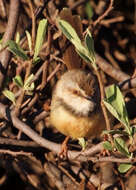 Image de Prinia Horsfield 1821