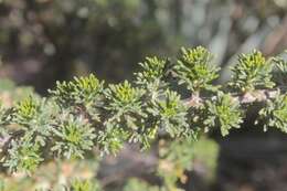 Image of Mexican cliffrose