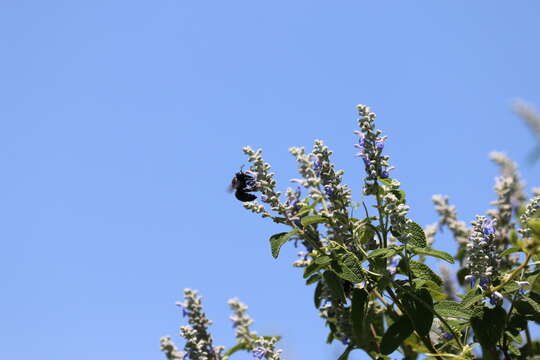 Xylocopa guatemalensis Cockerell 1912 resmi