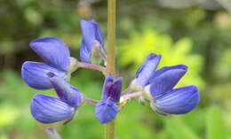 Image of White Mountain lupine