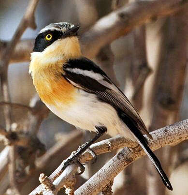 Image of Pririt Batis