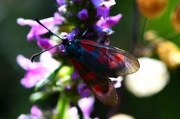 Image of Zygaena cynarae Esper 1789