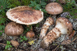 Tricholoma matsutake (S. Ito & S. Imai) Singer 1943 resmi