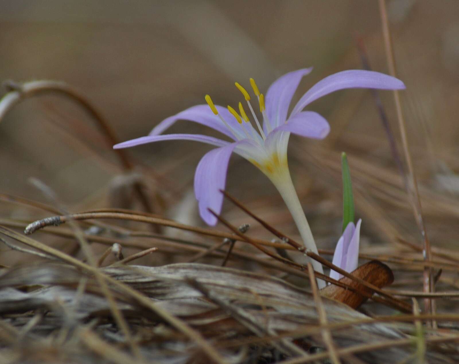 Слика од Colchicum stevenii Kunth