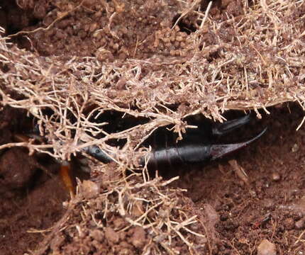 Image of seashore earwig