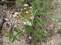 Image of Plummer's candyleaf