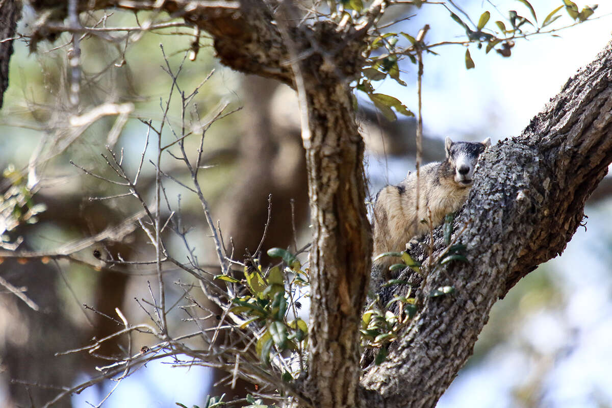 Image of Sherman's fox squirrel