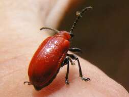 Image of Scarlet lily beetle