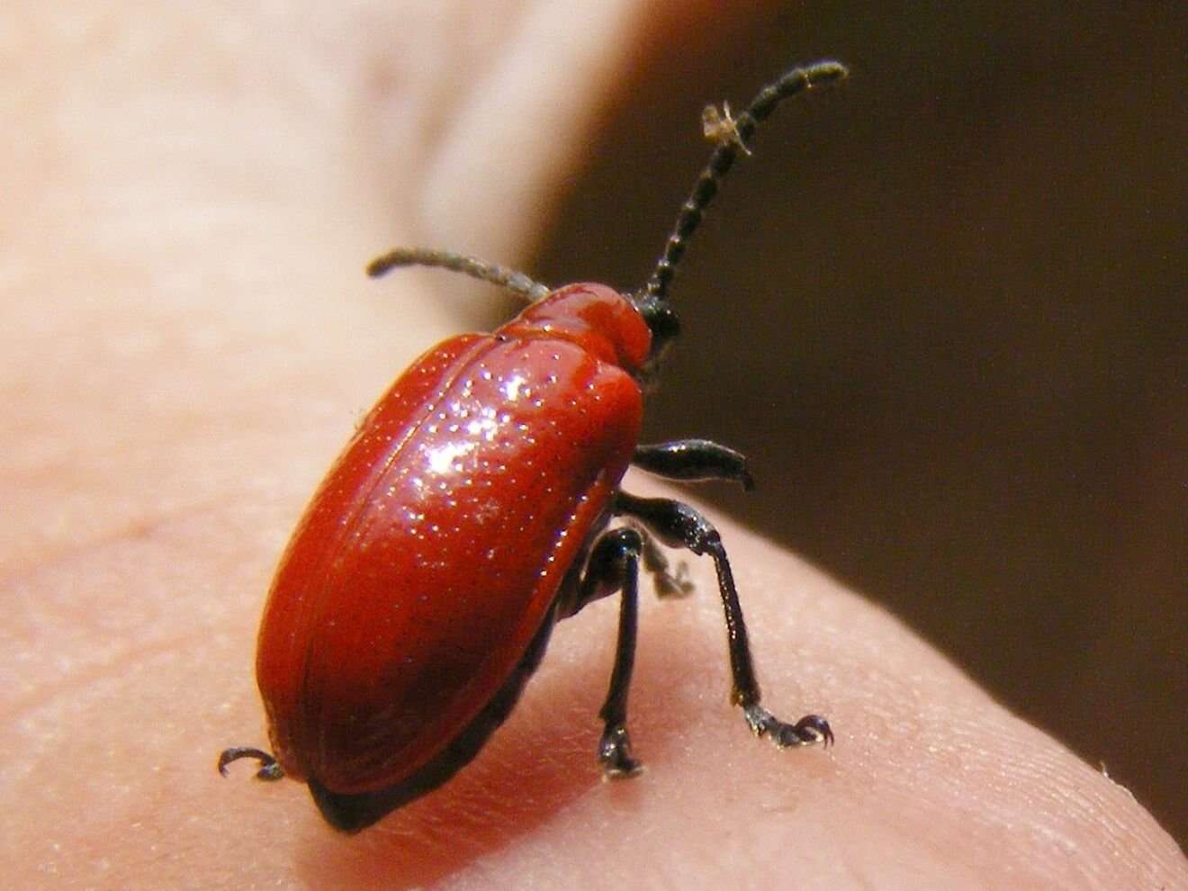 Image of Scarlet lily beetle