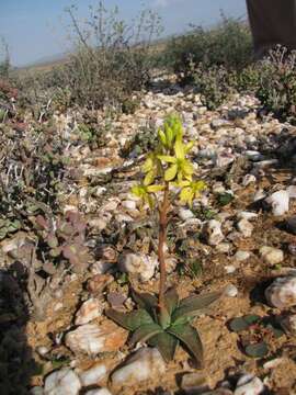 Imagem de Bulbine fallax Poelln.