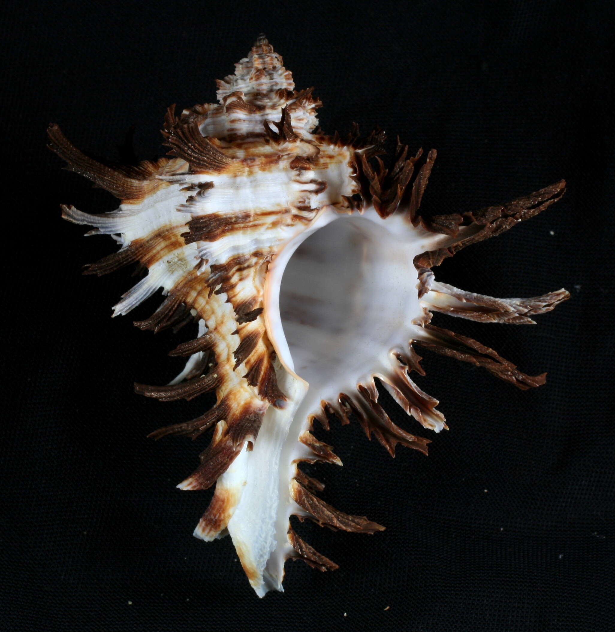 Image of endive murex