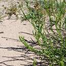 Image of Siberian bugseed