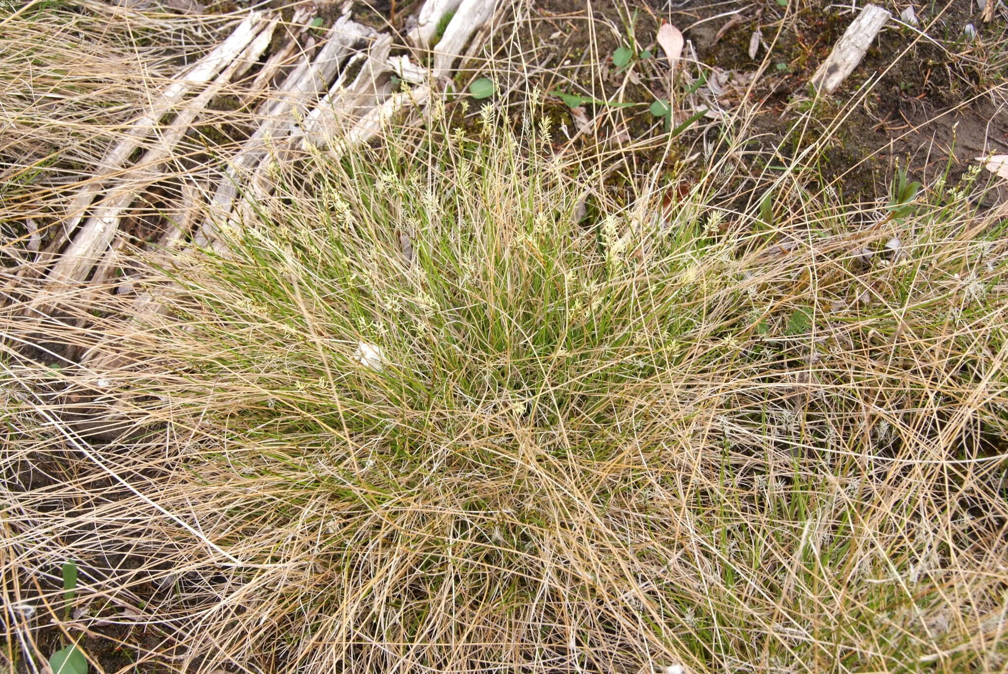 Слика од Carex parallela subsp. redowskiana (C. A. Mey.) T. V. Egorova