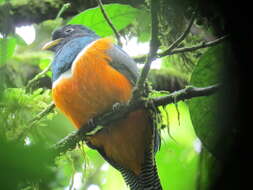 Trogon collaris aurantiiventris Gould 1856的圖片