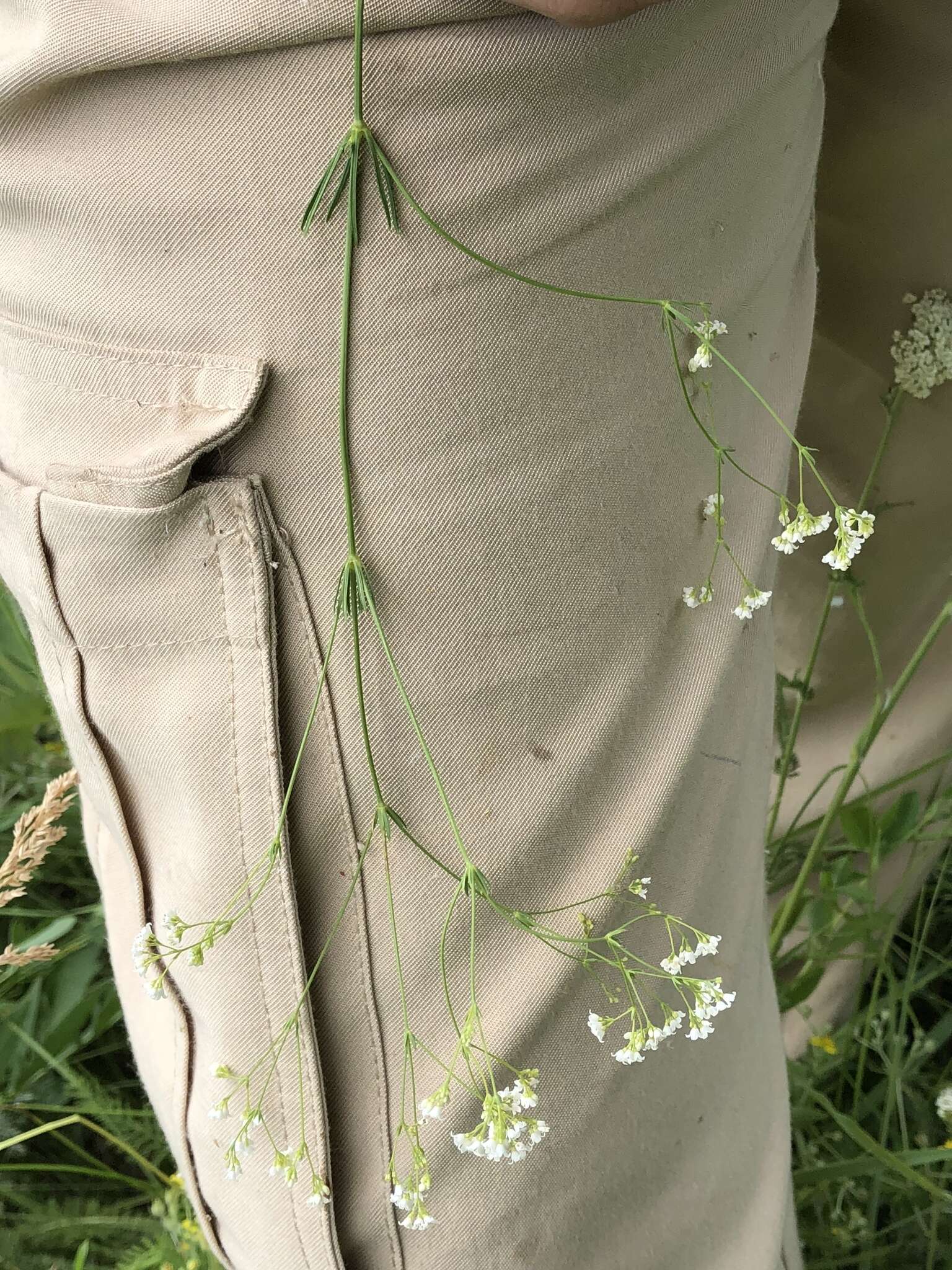 Image of Galium octonarium (Klokov) Pobed.