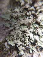 Image of canoparmelia lichen