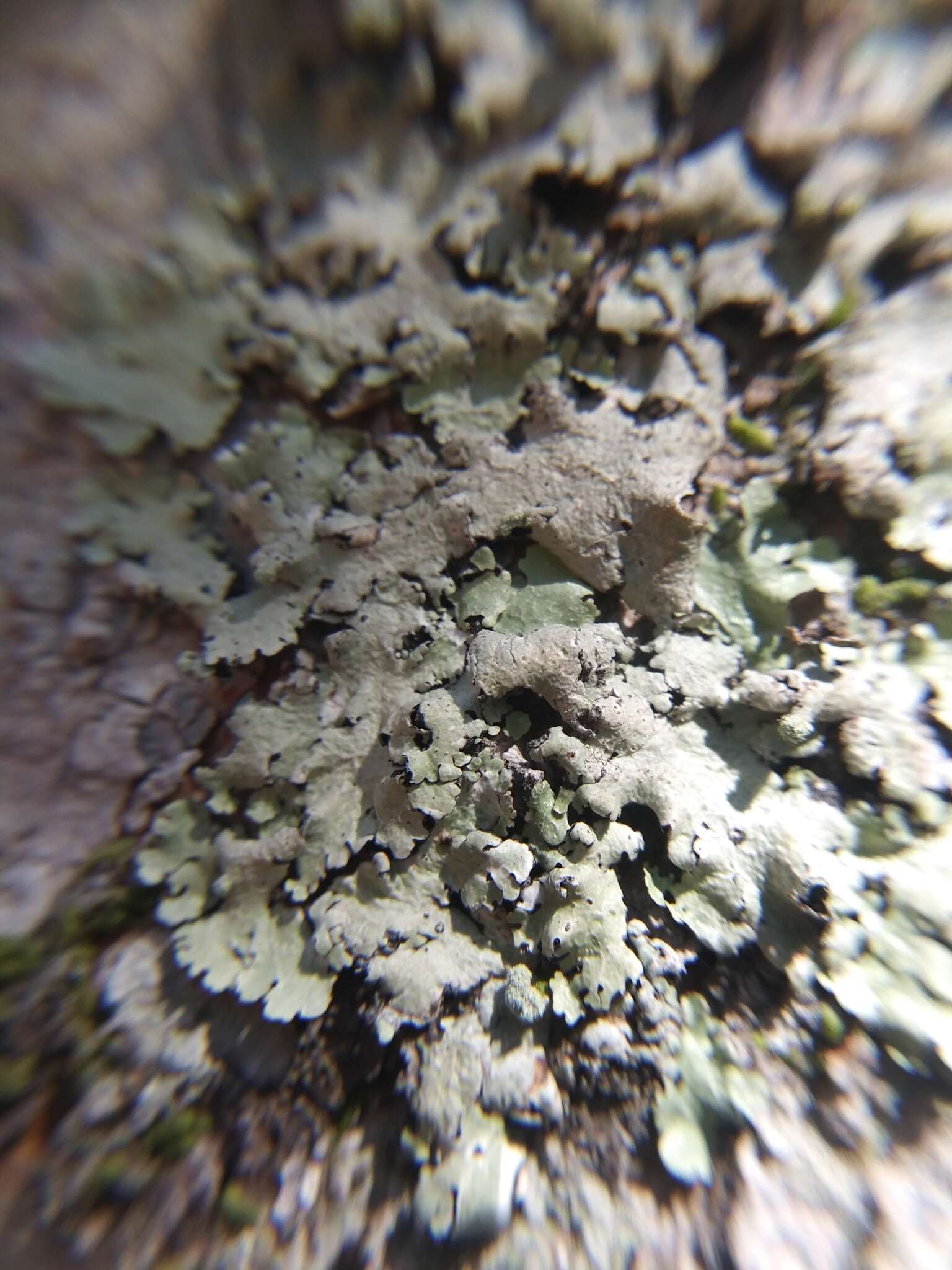 Image of canoparmelia lichen