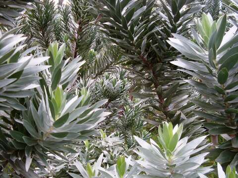 Image of Silver tree