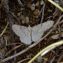 Image of bordered grey