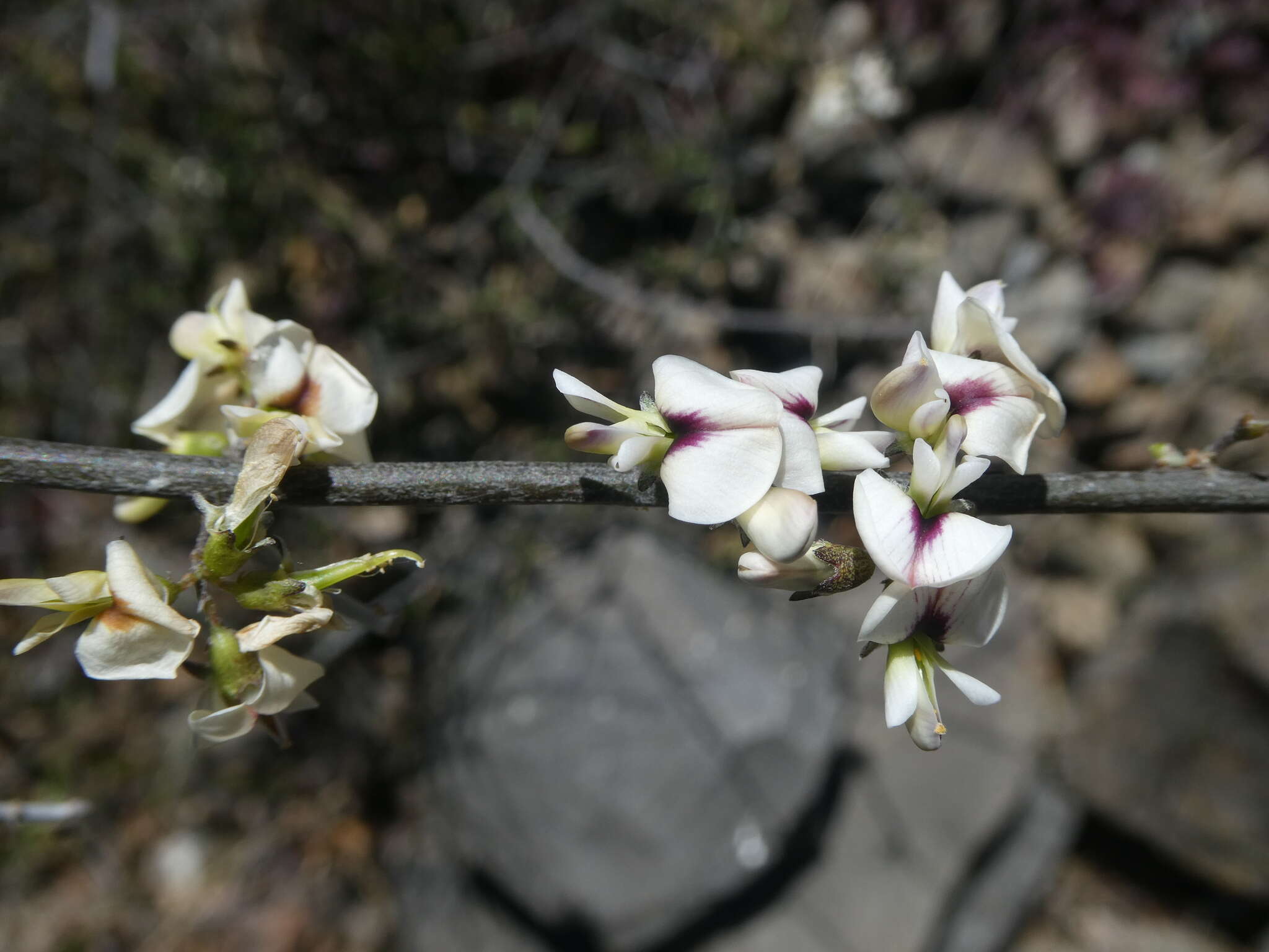 Image of Carmichaelia kirkii Hook.