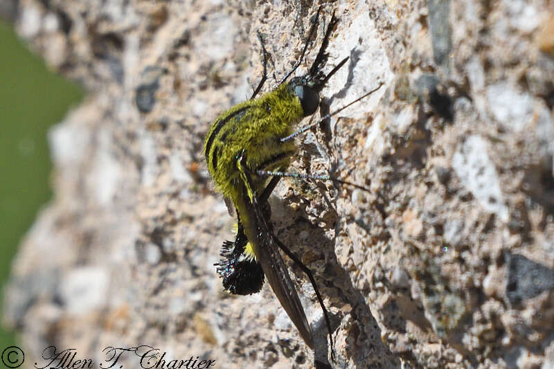 Image of Lepidophora lutea Painter 1962