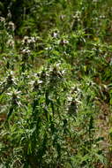 Image of Monarda punctata var. intermedia (E. M. McClint. & Epling) Waterf.