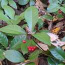 صورة Ardisia japonica (Thunb.) Bl.