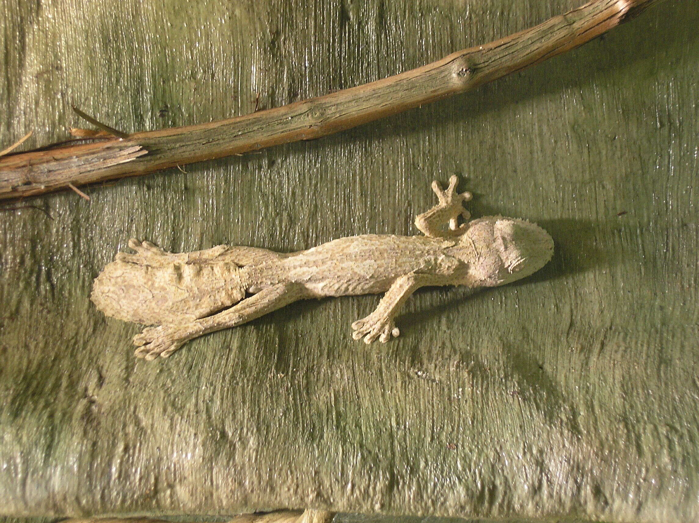 Image of geckos