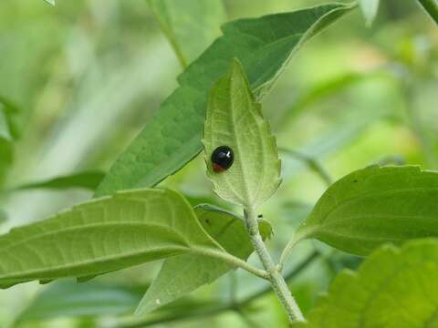 Image of <i>Synona consanguinea</i> Poorani, Slipinski & Booth 2008