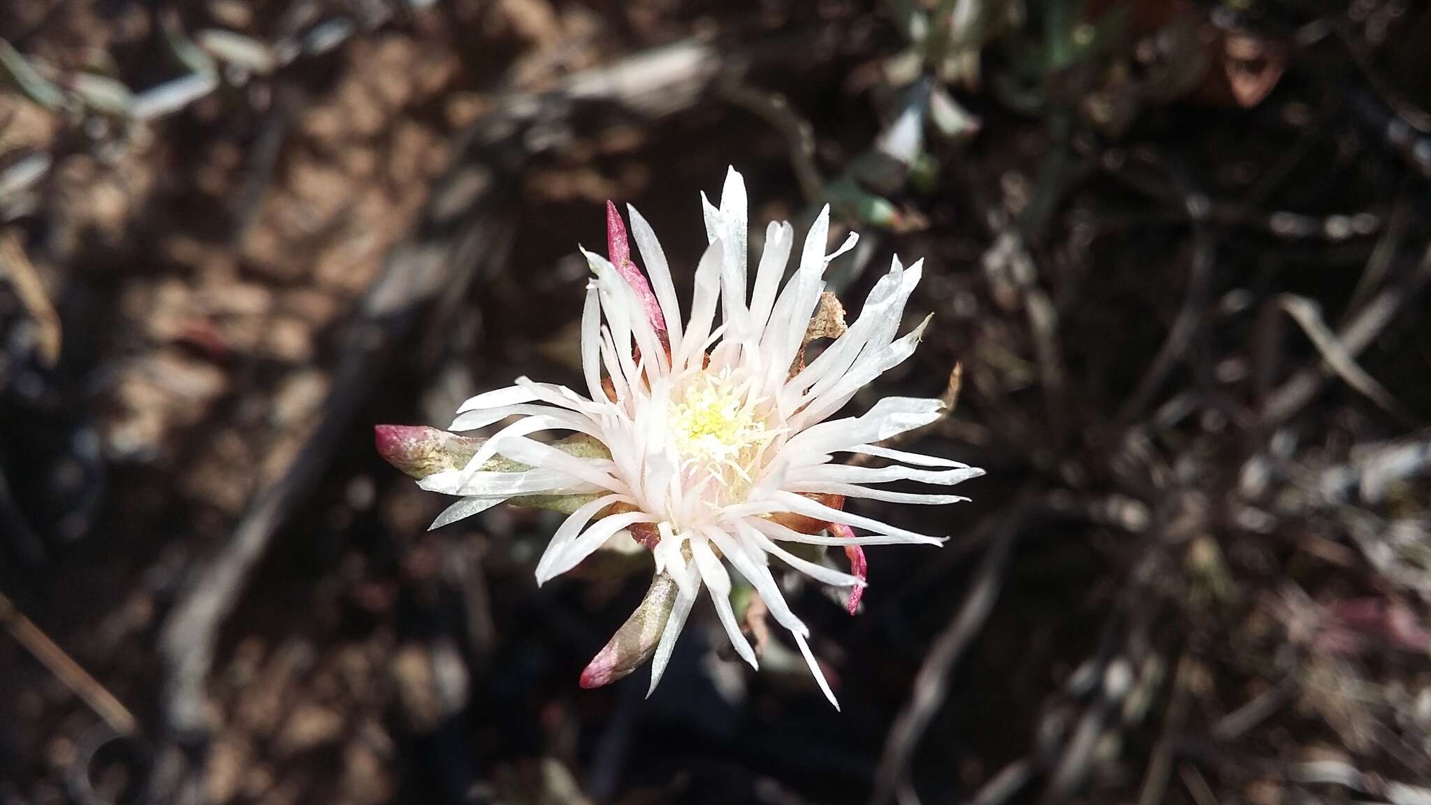 صورة Lampranthus productus (Haw.) N. E. Br.