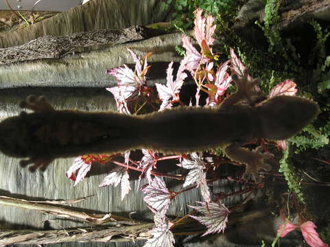 Image of Common Flat-tail Gecko