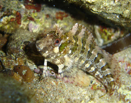 Image of Tompot Blenny