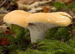 Image of wood hedgehog