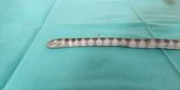 Image of Annulated Sea Snake