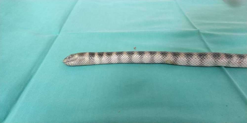 Hydrophis cyanocinctus Daudin 1803 resmi