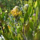 Image of Leucospermum cuneiforme (Burm. fil.) Rourke