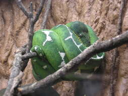 Image of Emerald Tree Boa