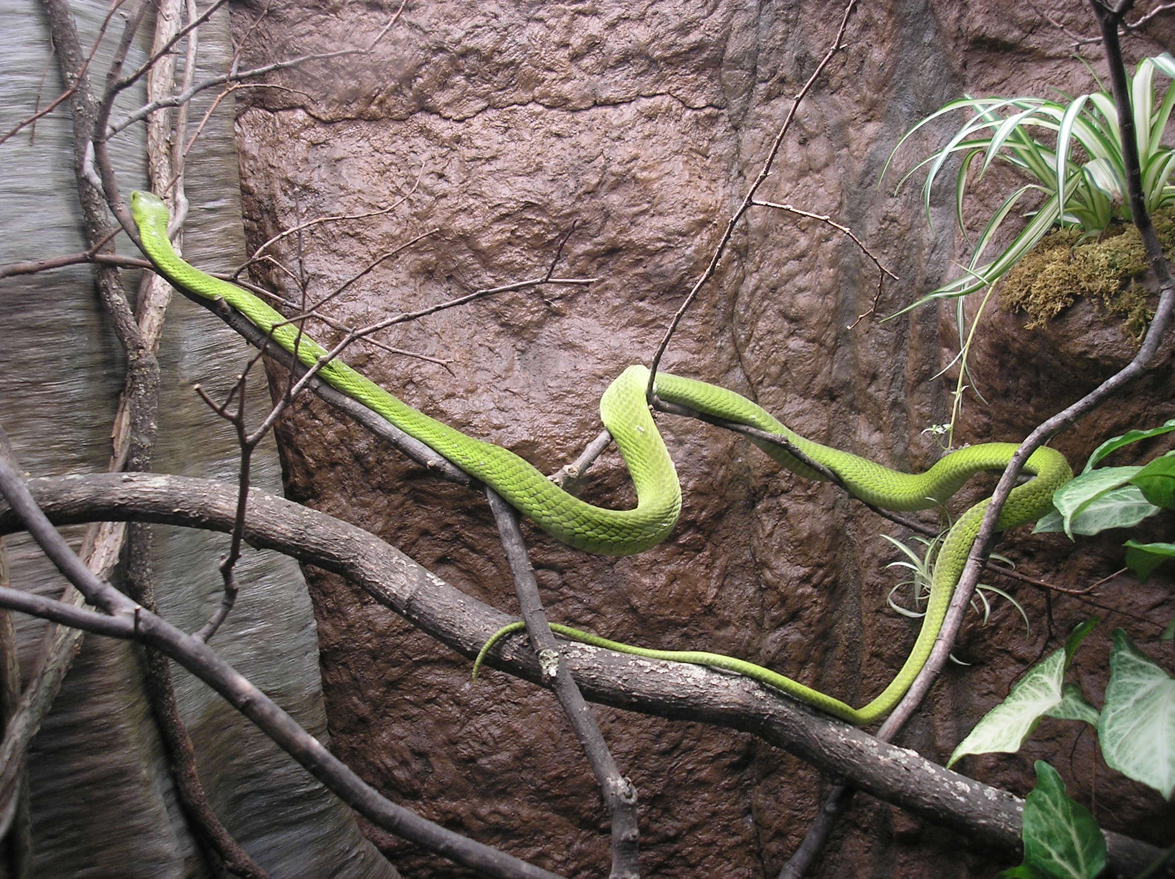 Image of Green mamba