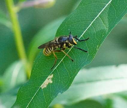 Image de <i>Sphecomyia cryptica</i>