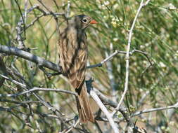 Слика од Emberiza buchanani Blyth 1845