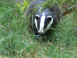 Image of badger