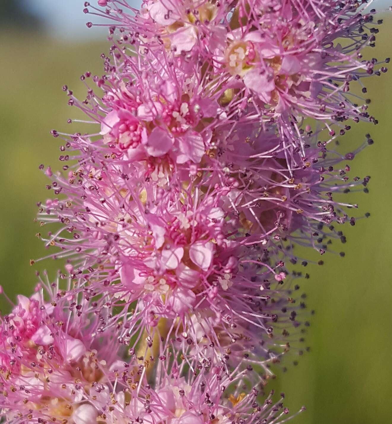 Image of rose spirea