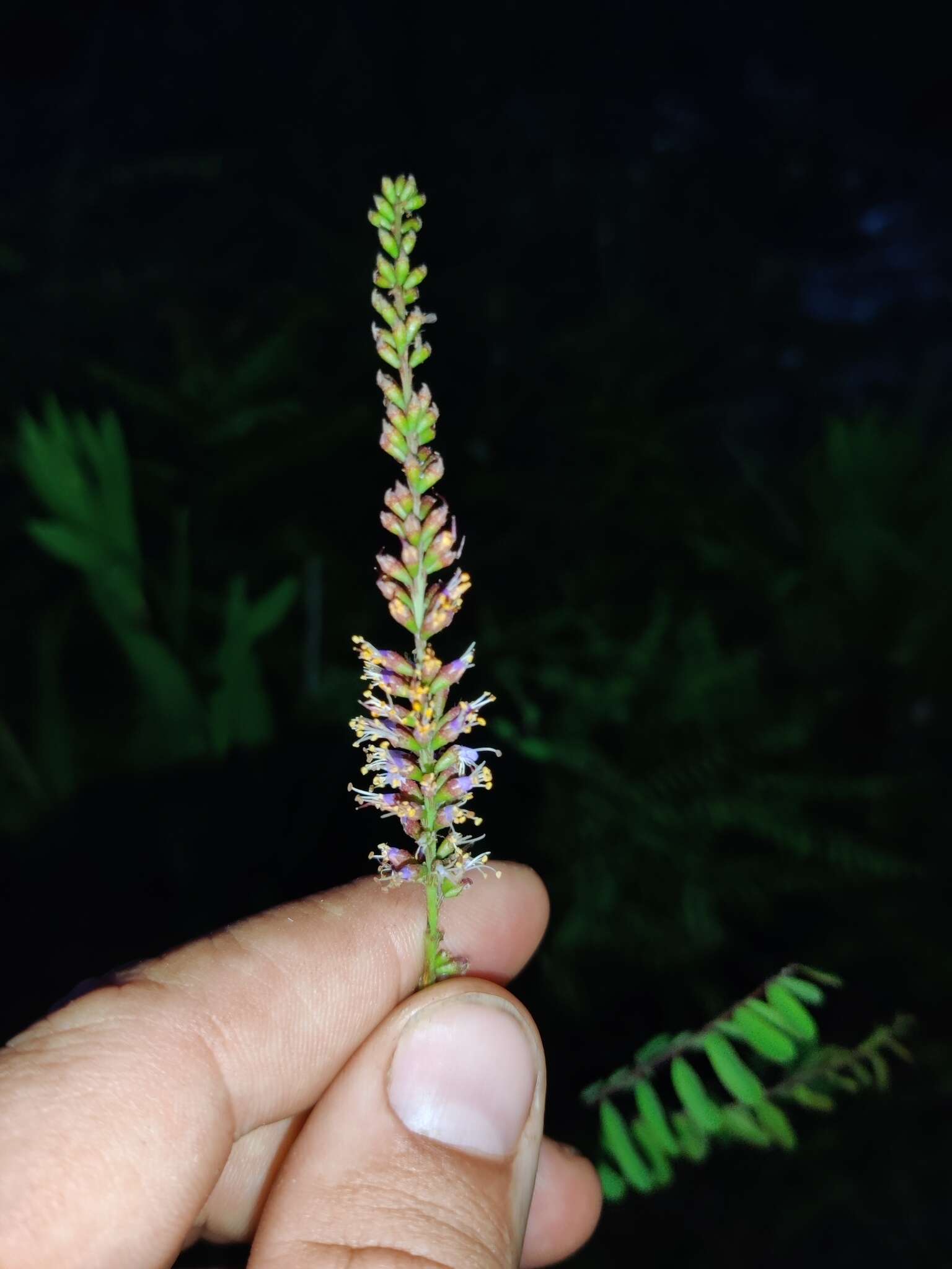 Image of clusterspike false indigo