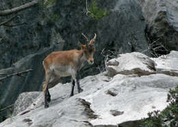 Image of Capra pyrenaica hispanica