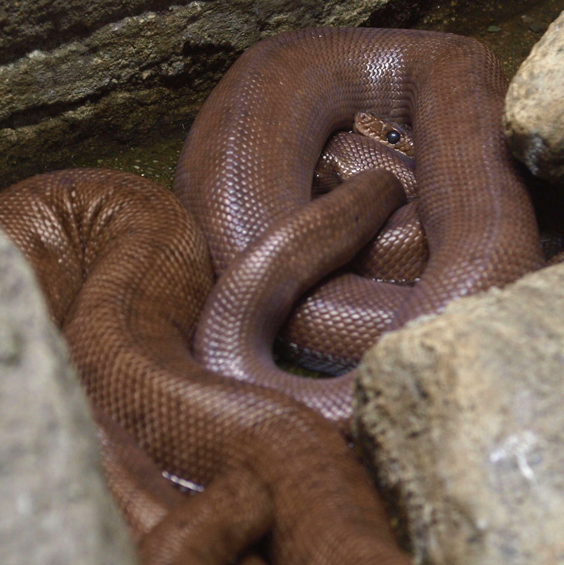 Image of Brown Rainbow Boa