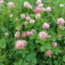 Image de Trifolium isthmocarpum Brot.