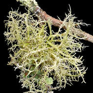 Image of Inflated Beard Lichen