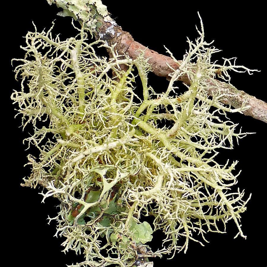 Image of Inflated Beard Lichen