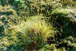 Image of Siberian Bog Sedge