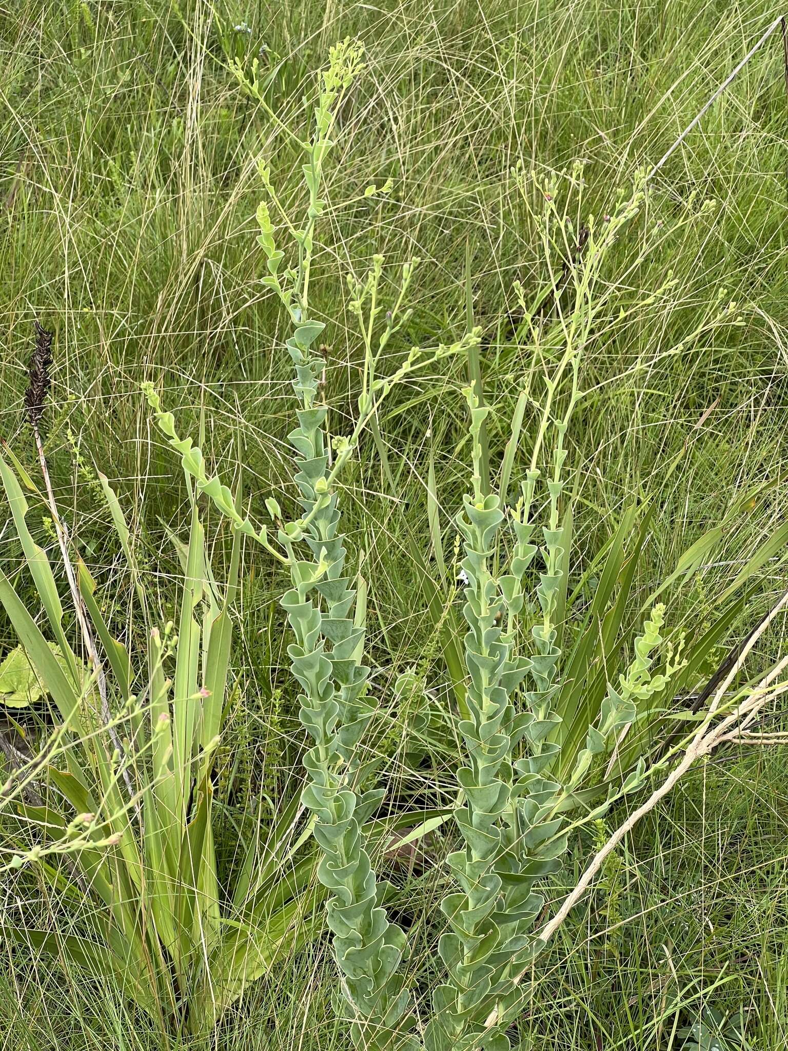 Image of Lopholaena segmentata (Oliv.) S. Moore